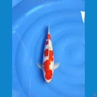 kohaku 35cm/Male
