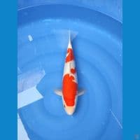 kohaku 40cm/MALE