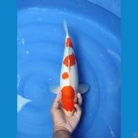 kohaku 38cm/FM