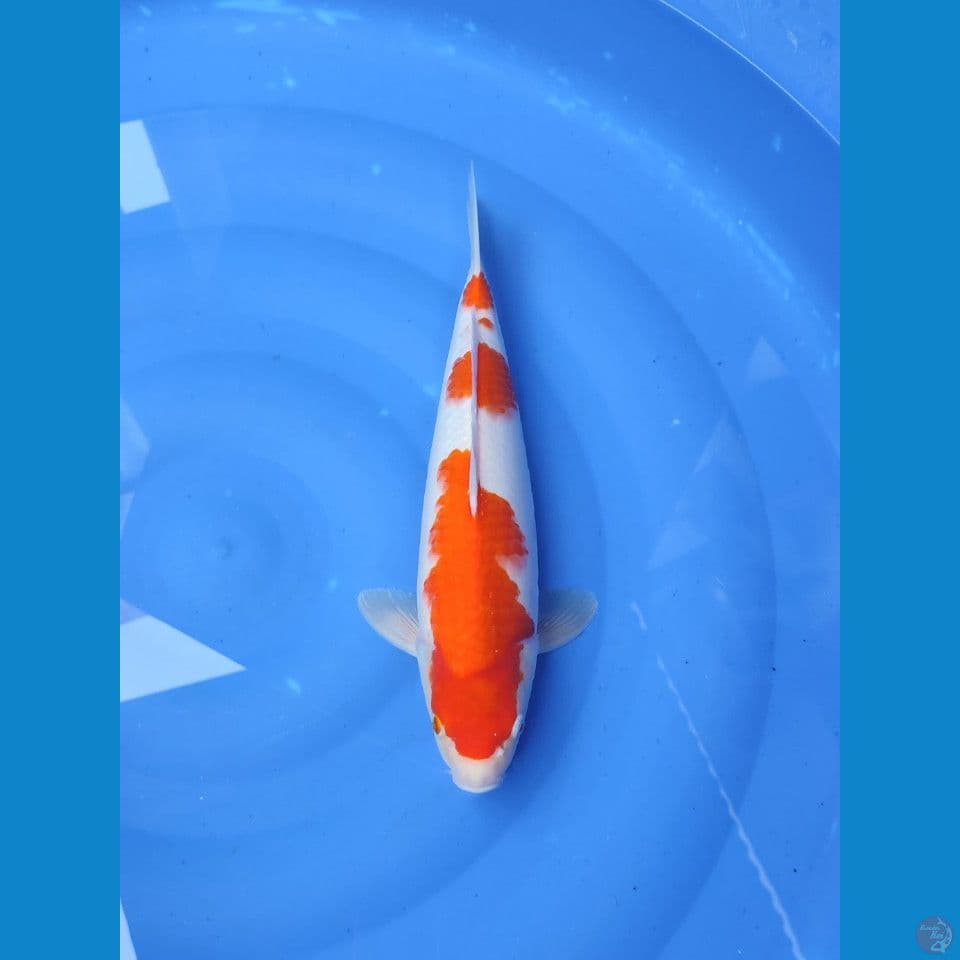 kohaku 38cm/FM