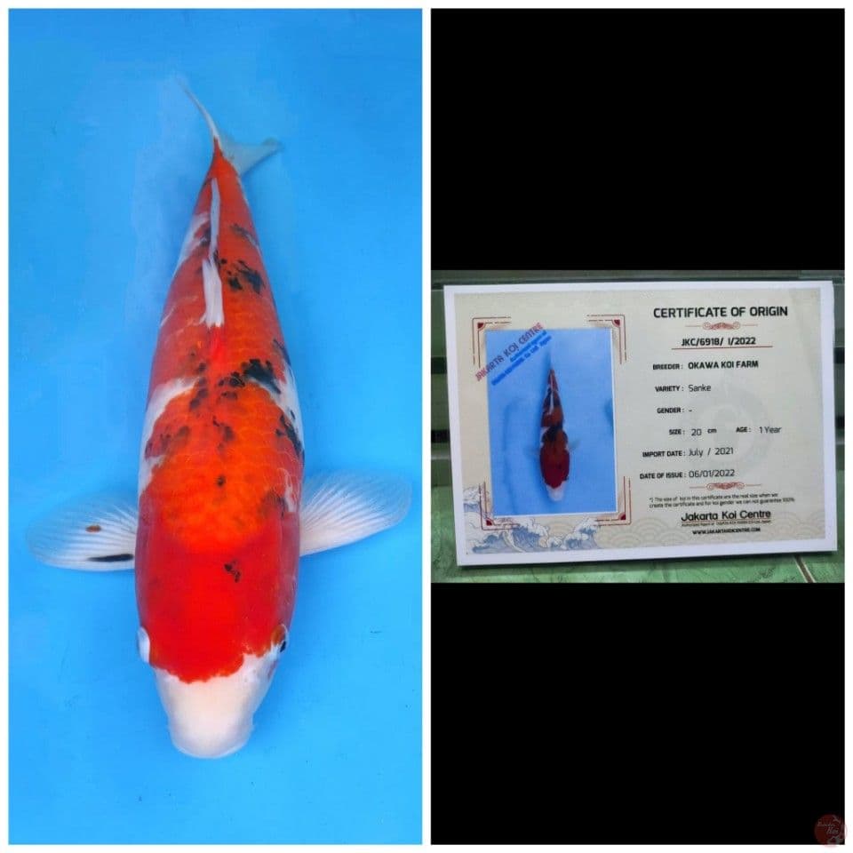 Okawa Jumbo Sanke 