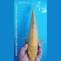 RED EYE LEMON KARASHI 35CM MALE