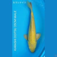 DOITSU KARASI LEMON RED EYE 35CM MALE