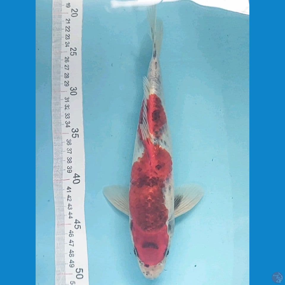 Goshiki Showa 28cm