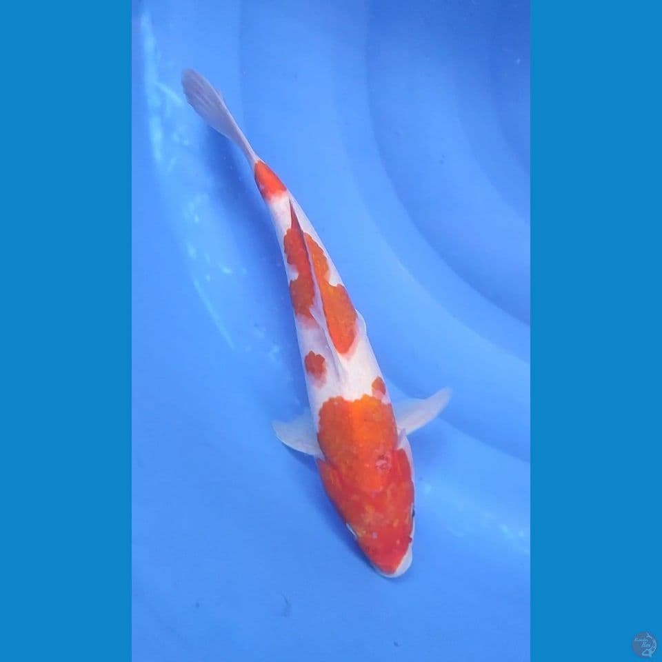 Kohaku pola genep 32 cm Jantan