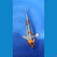Kujaku Gingga 31 cm Jantan