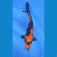 HiUtsuri tembus mantab 27 cm Female