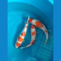 red kohaku ceplok"