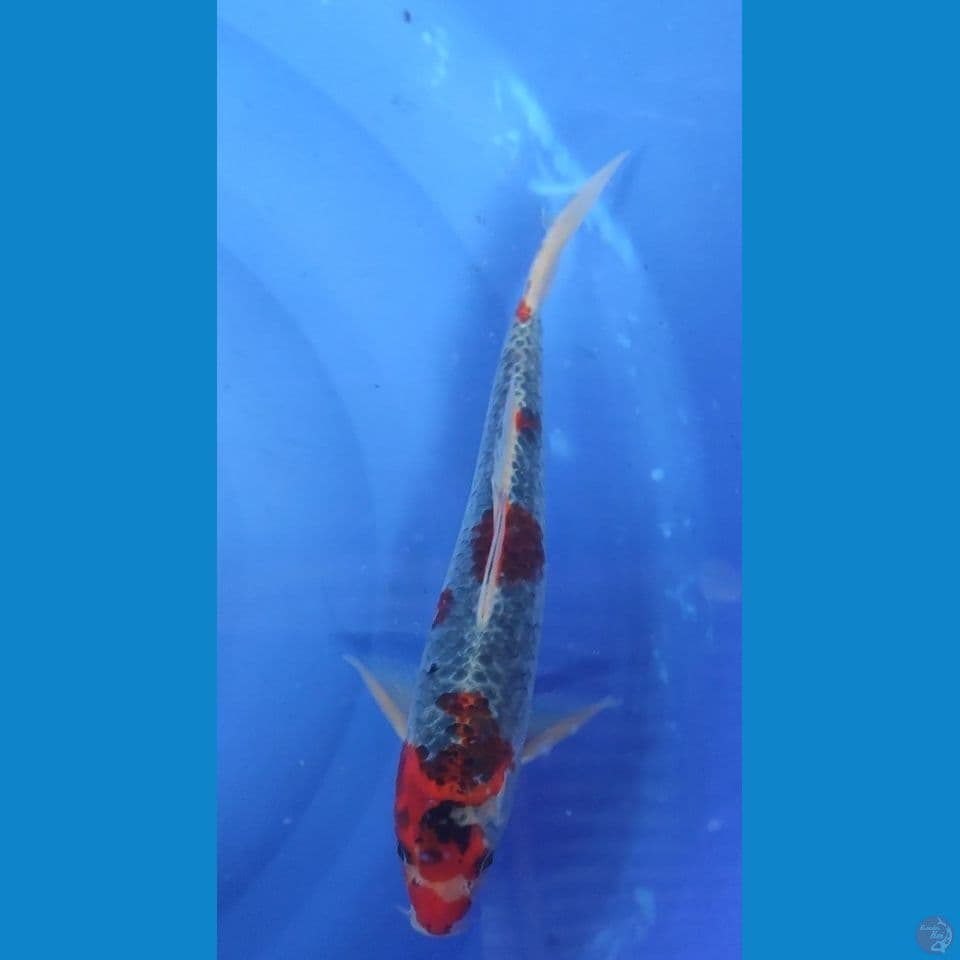 Benigingga 30 cm Jantan