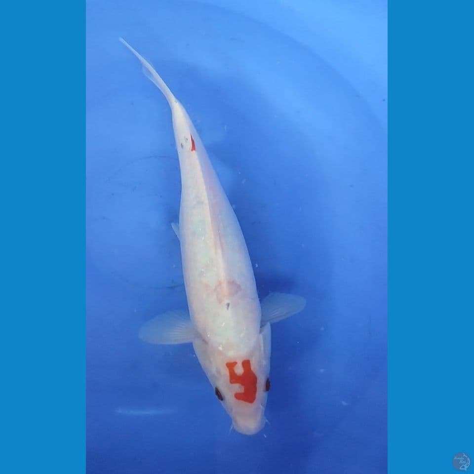 Original Tancho Unique 28 cm Female