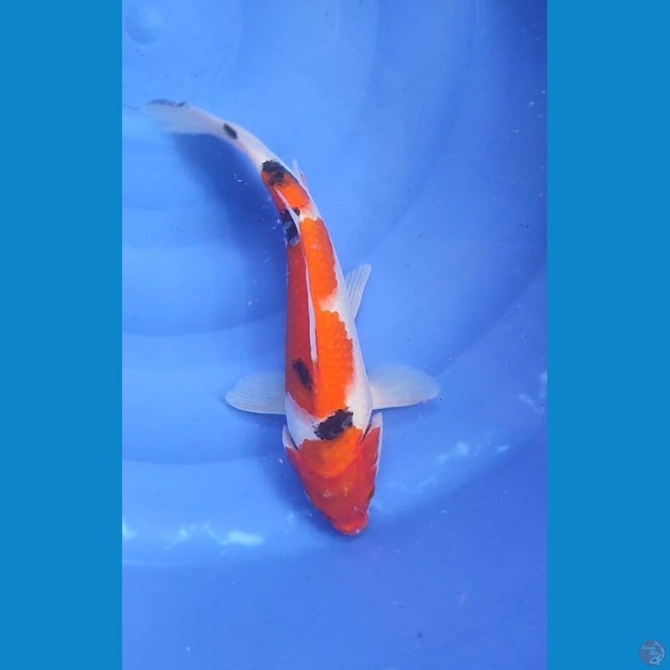 Sanke 31 cm Female