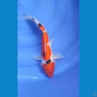 Sanke 31 cm Female