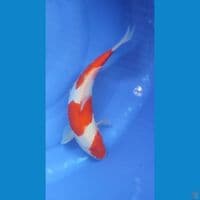 Kohaku DOITSU 3 Step Strong Halusss 32 cm Female 