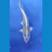 Gin Matsuba 26 cm Female