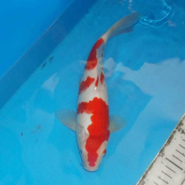 3STEP KOHAKU APIK