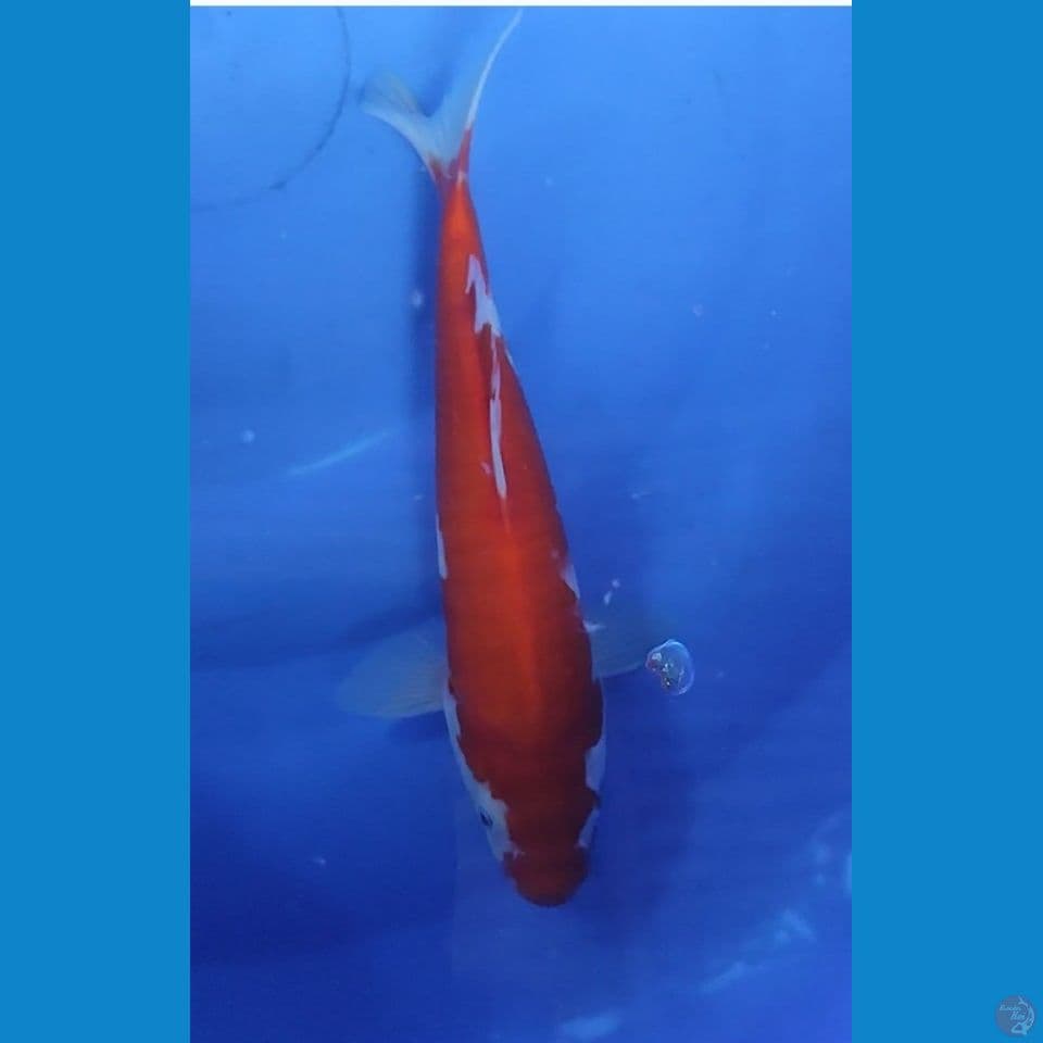 KOHAKU strong 27 cm Jantan