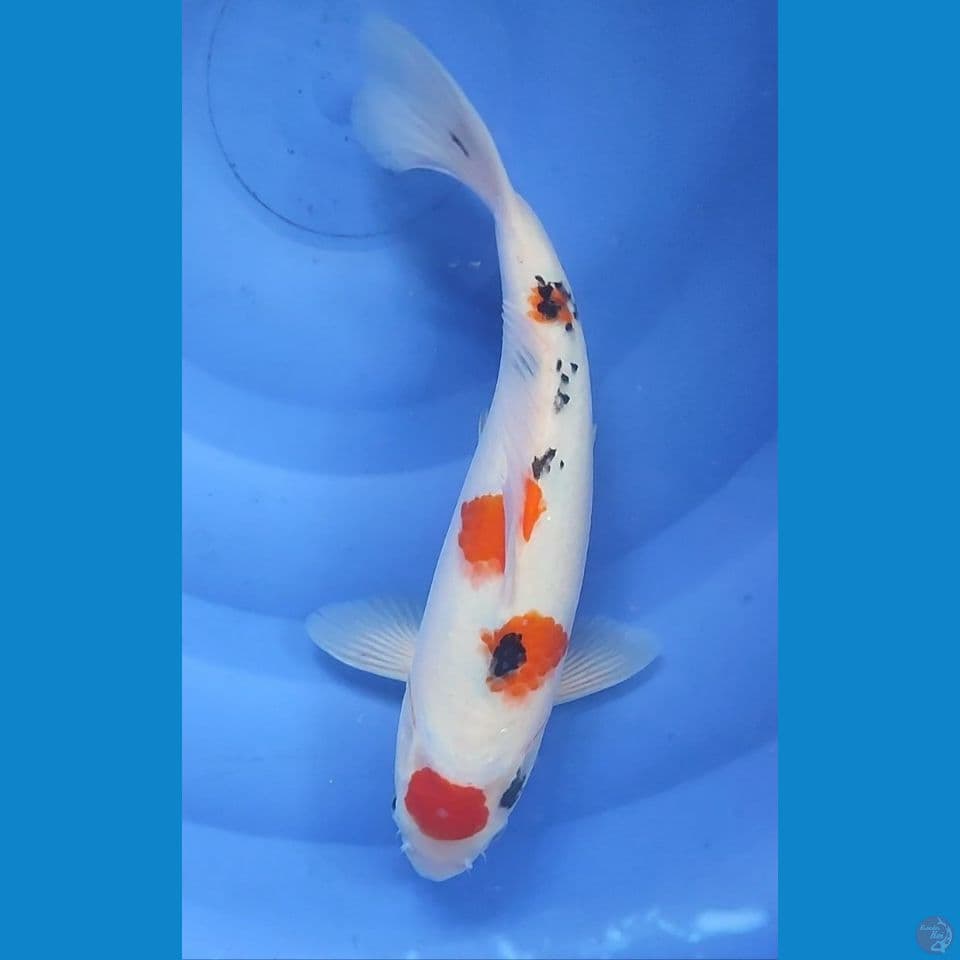 Original Maruten Sanke 31 cm Female