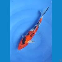 Sanke Strong 28 cm Jantan