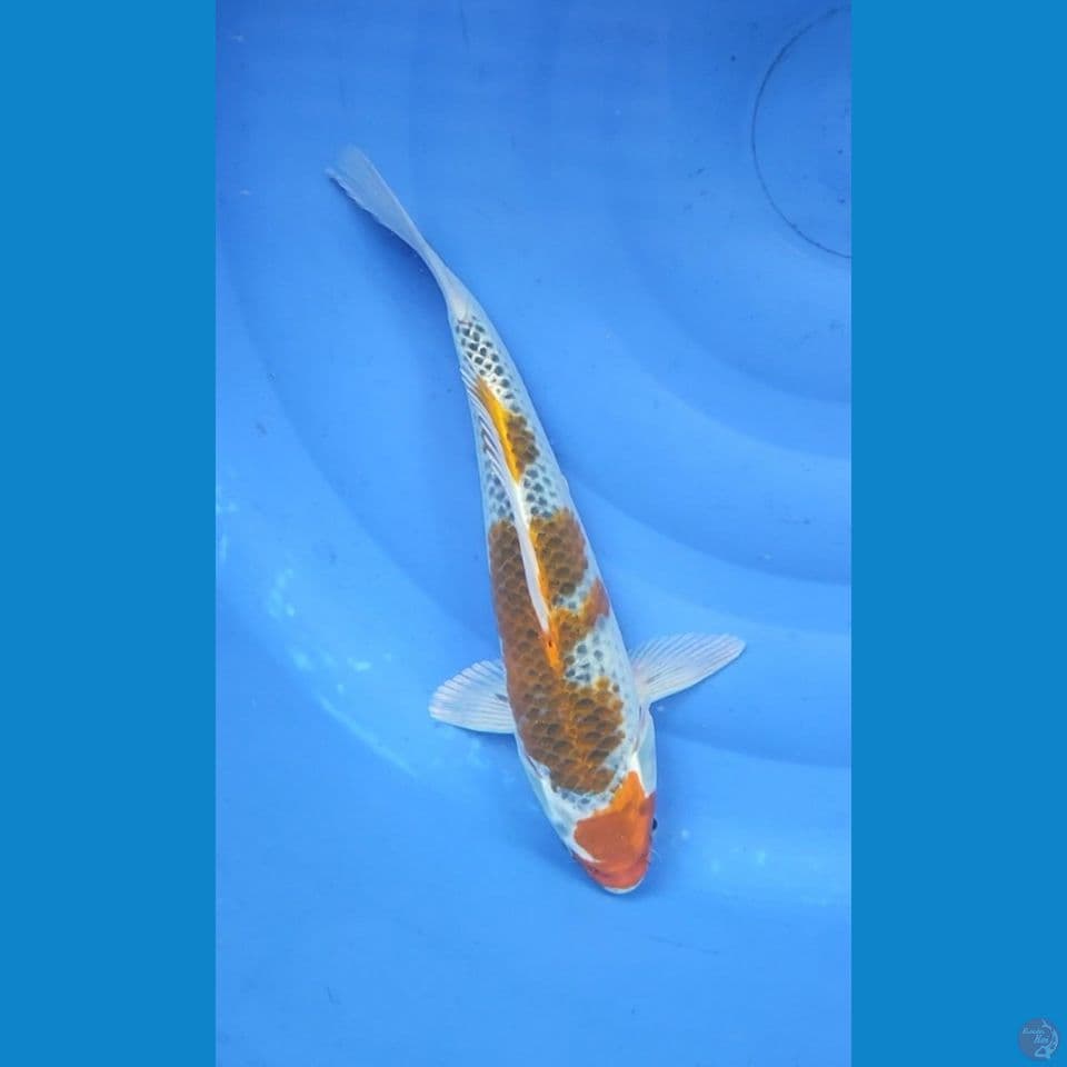 Kujaku 33 cm Female 