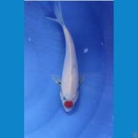 Original Tancho Showa tategoi prospek 26 cm Jantan