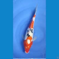 Sanke cantik 30 cm Female
