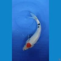 Original Tancho Showa 25 cm Jantan