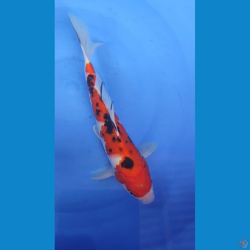 Sanke Strong 27 cm Jantan
