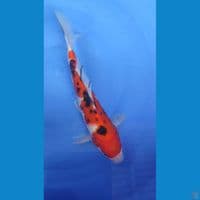 Sanke Strong 27 cm Jantan