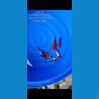 paket mix