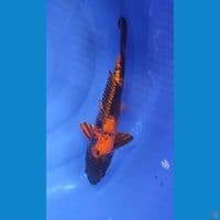 HiUtsuri DOITSU 35 cm Jantan