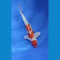 KiKhusui 3 Step 28 cm Jantan