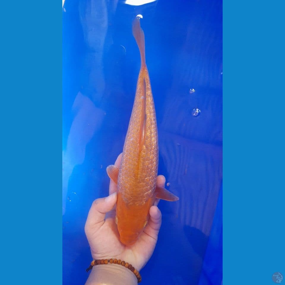 28cm Red Caramel gindrin 