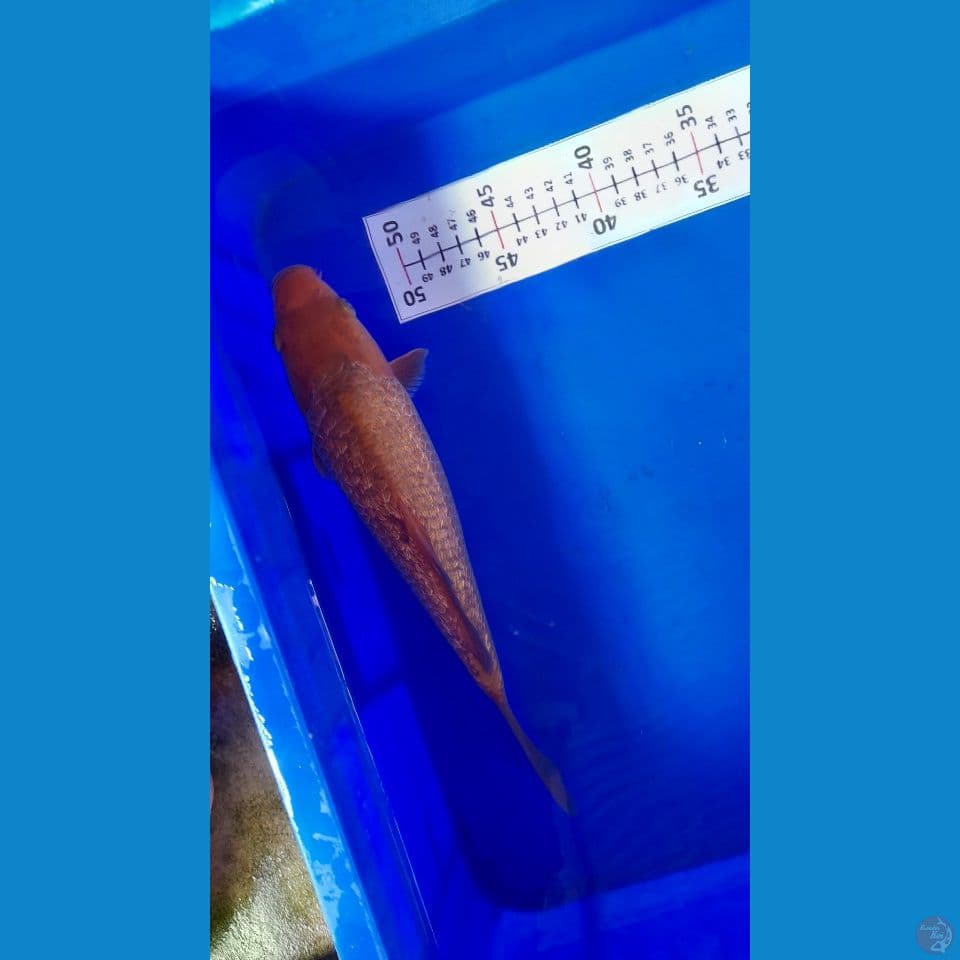 28cm Red Caramel gindrin 