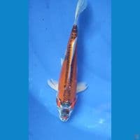 Beni Kikoriyu 28 cm Female 