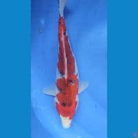 Ghosiki 32 cm Female