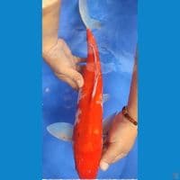 JUMBO Sanke 45 cm Jantan