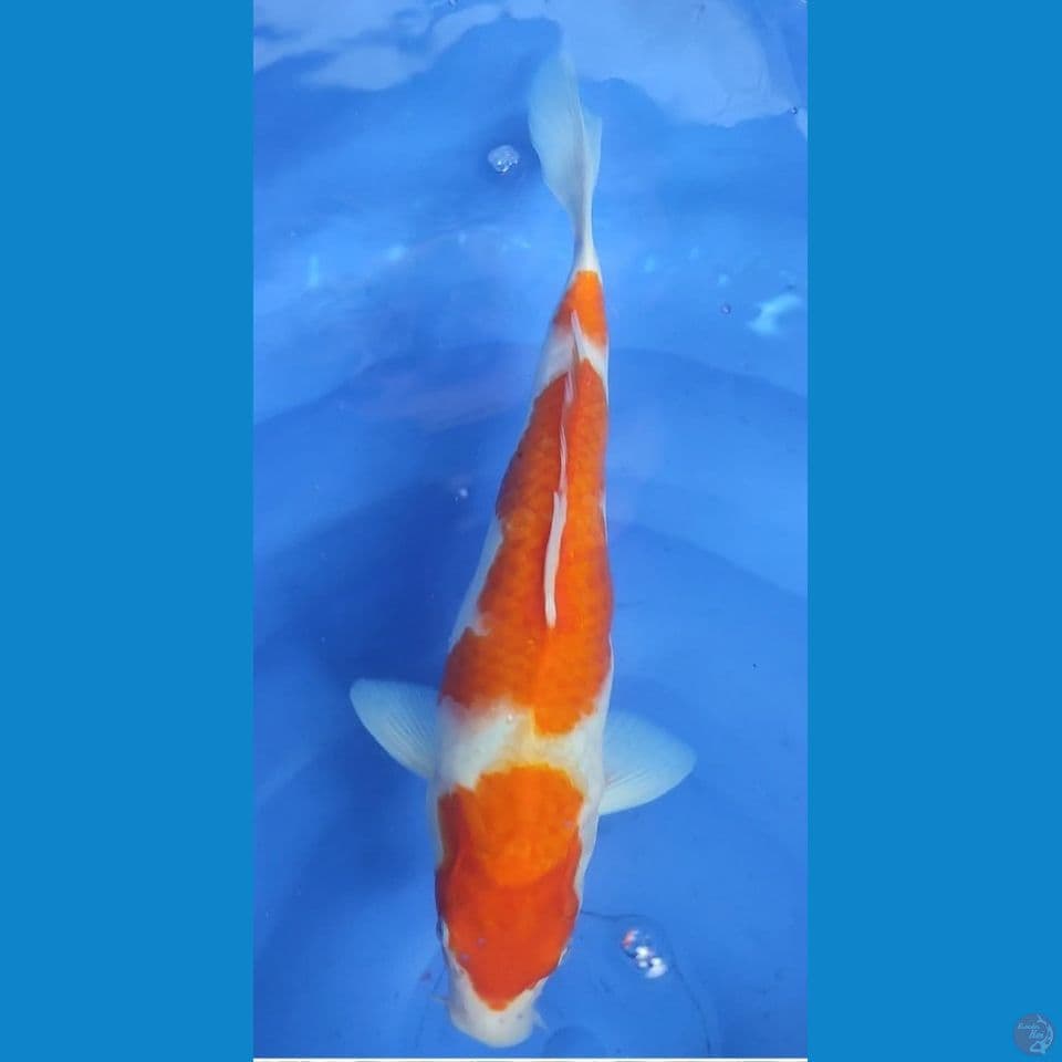 Kohaku 3 step 33 cm Female