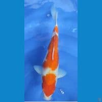 Kohaku 3 step 33 cm Female