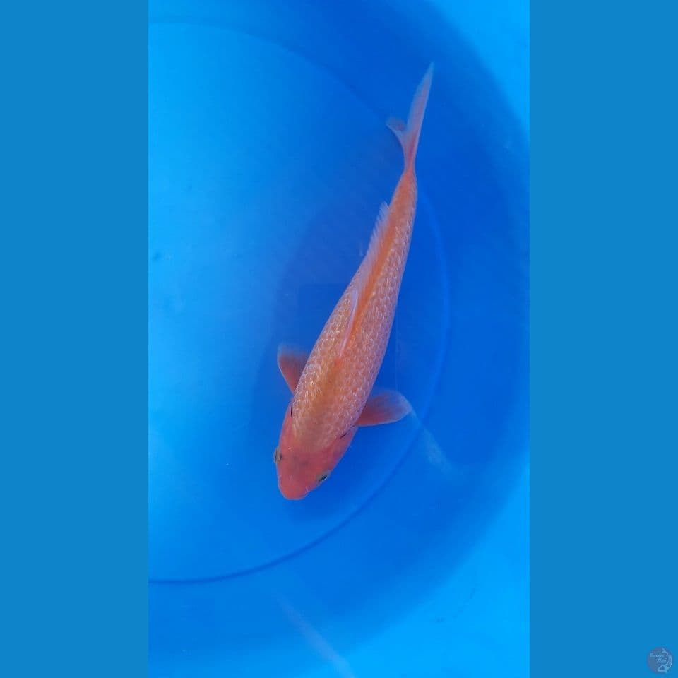 26cm red gindrin