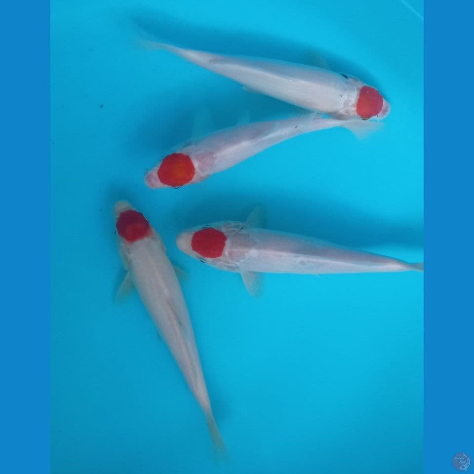 TANCO KOHAKU 22,23