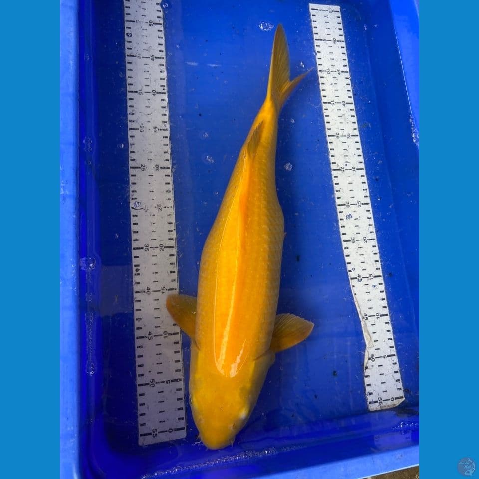 50 cm karashi