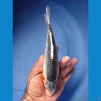 Asagi 25 cm