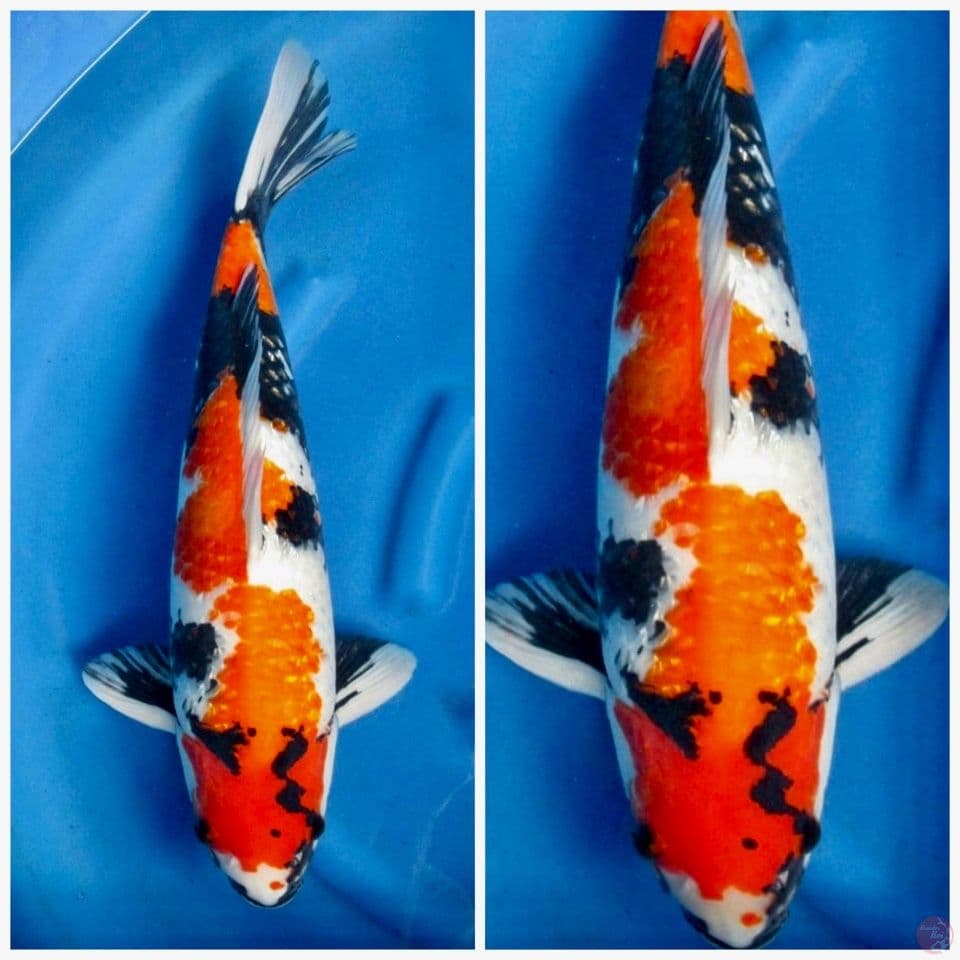 Showa gingrin jumbo male 55cm 