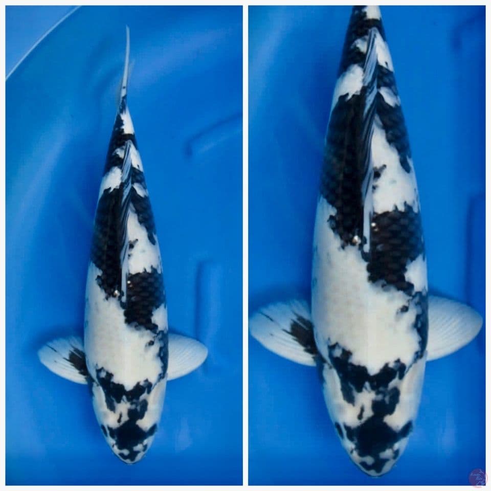Siro jumbo 55cm