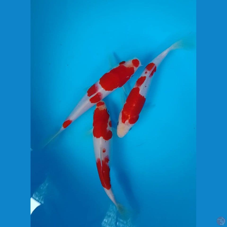 kohaku size : 17 19 cm