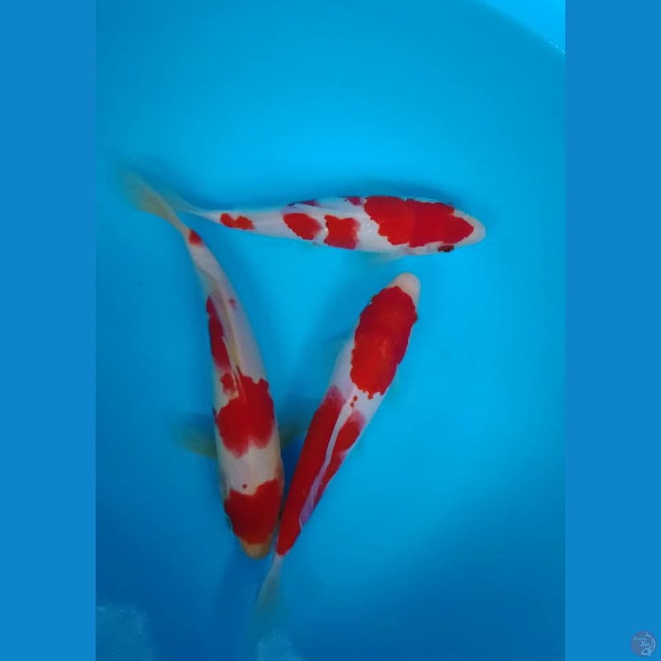 kohaku size : 18 20 cm