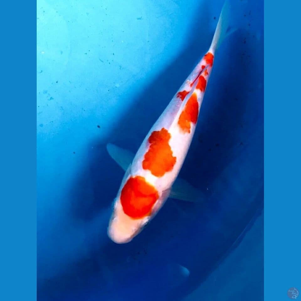 kohaku 25cm