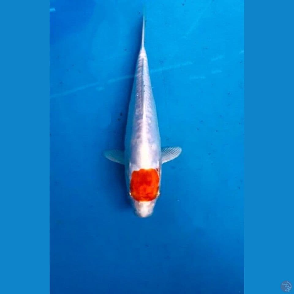 tancho kikushui 22cm