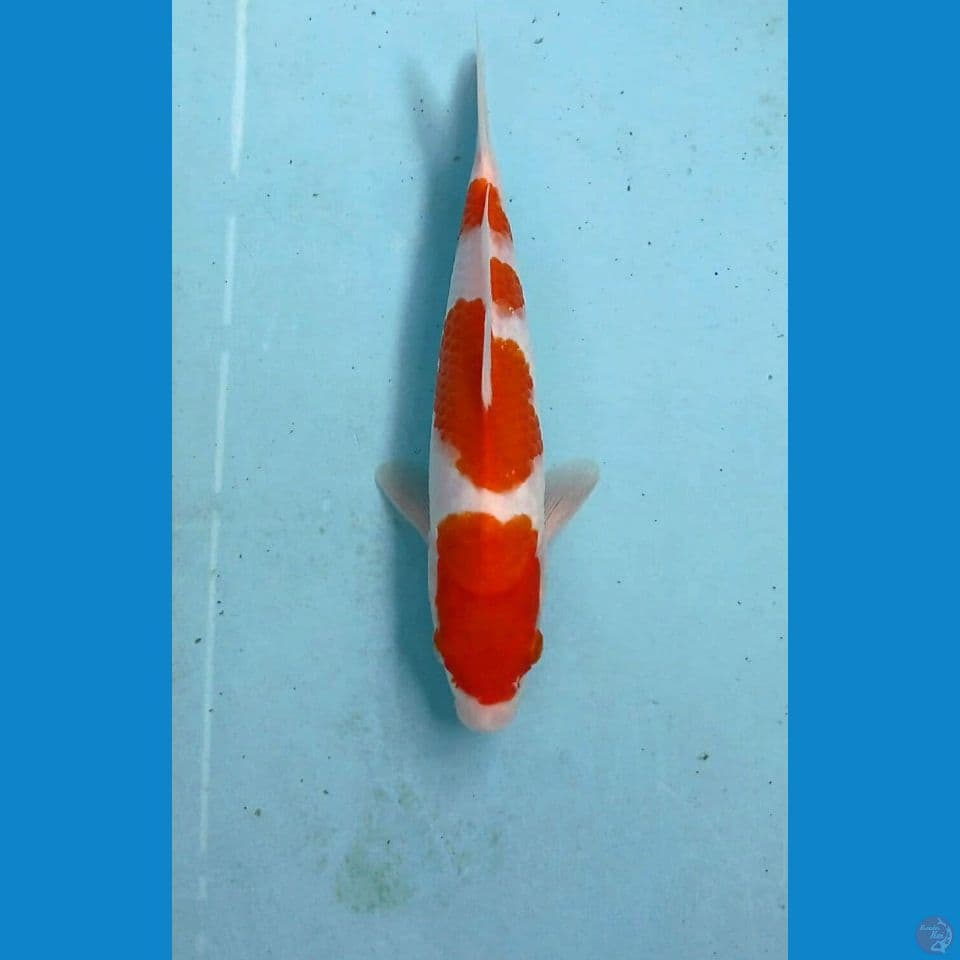 kohaku, 23 cm