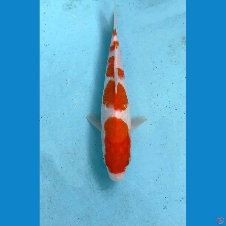 kohaku, 21 cm